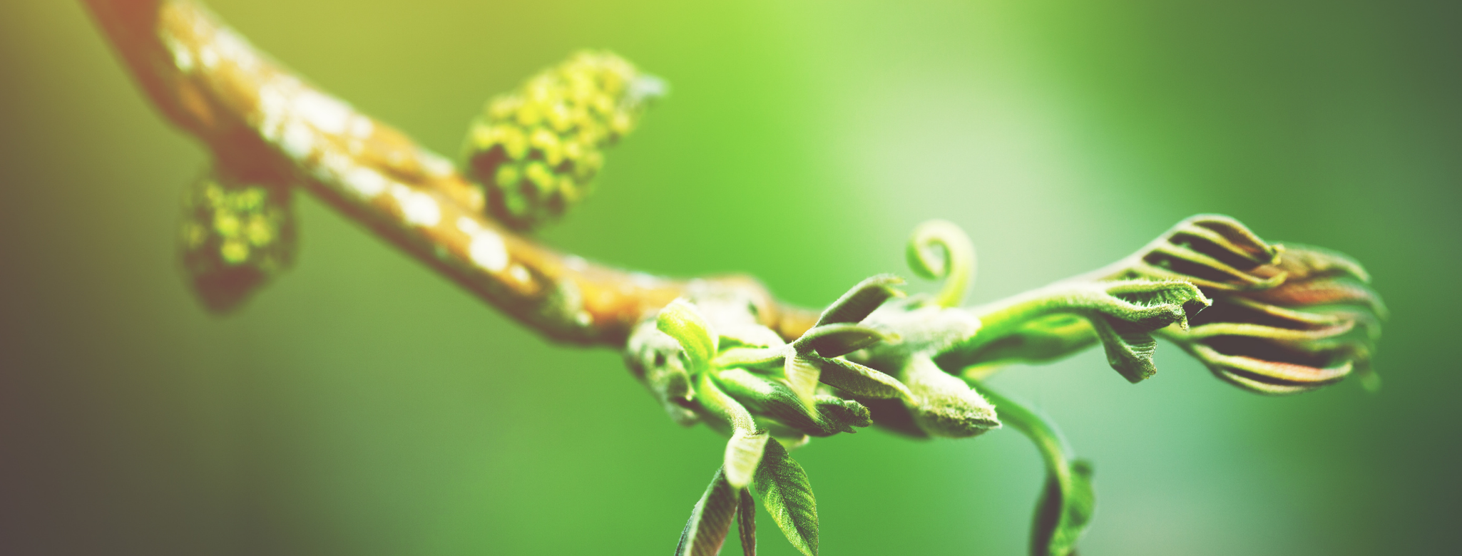 What It Really Takes to Build Immunity – Part Two